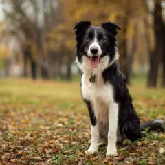 Inteligentny pies rasy border collie siedzi w jesiennym parku, otoczony opadłymi liśćmi.