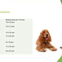 Tabla de frecuencia respiratoria de animales, incluyendo la de perros (caninos) con 10 a 30 rpm.