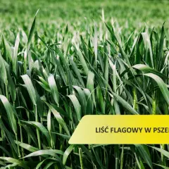 Zielone, wilgotne źdźbła pszenicy, z widocznym liściem flagowym. Tło rozmyte, zielone.