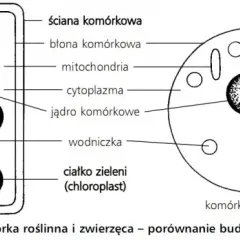 Czym różni się komórka roślinna od zwierzęcej? Kluczowe różnice, które musisz znać