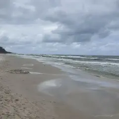 Plaża nad Bałtykiem z sosnowym lasem w tle. Fale rozbijają się o brzeg. Średnie zasolenie Bałtyku to ok. 7-8 promili.