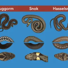 Huggorm, snok och hasselsnok – tre vanliga ormar i Sverige. Bilden visar deras utseenden och mönster.