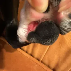Close-up of a dog's paw with red, irritated skin between the pads. This might be why do dogs lick their paws, seeking relief from discomfort.