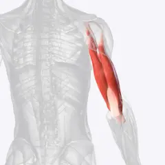 Der Triceps brachii Muskel am menschlichen Oberarm, rot hervorgehoben.