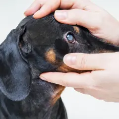 Manos examinando el ojo de un perro salchicha con opacidad, posible signo de glaucoma en perros.