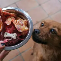 Podroby dla psa: Jak bezpiecznie wzbogacić dietę? Poradnik