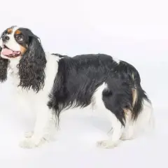 Cavalier King Charles Spaniel: sierść czy włos? Pielęgnacja i alergie