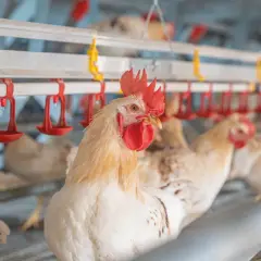 Ein junges Huhn blickt neugierig in die Kamera, während andere Hühner im Hintergrund in einem modernen Stall sitzen.