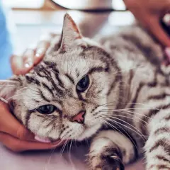 A veterinarian examines a tabby cat, checking for a heart murmur. The cat looks calm as it's gently held.