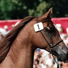 Kasztanowy koń z numerem 1 na czole, być może najdroższy koń na świecie, prezentuje się na tle tłumu.