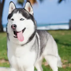 Najczęstsze problemy zdrowotne u psów rasy husky