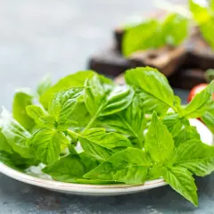 Świeża bazylia w ciąży, gotowa do dodania aromatu do letnich potraw. Obok pomidory i oliwa.