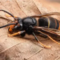 Un maestoso calabrone nero e giallo gigante riposa su una foglia secca, le sue ali trasparenti e le zampe gialle ben visibili.