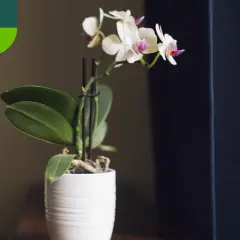 Delikatne storczyki odmiany Phalaenopsis w białej doniczce, z logo "Dzień Dobry Ogród".
