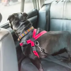 Chien noir dans une voiture, portant un harnais rouge et un collier coloré. Le harnais chien voiture obligatoire assure sa sécurité.