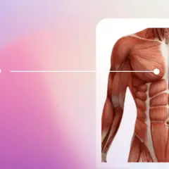 Anatomía del torso masculino, destacando los músculos pectorales. Aprende cómo saber si el dolor de pecho es muscular.