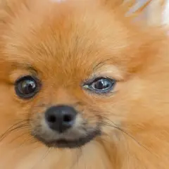 Pomeranian z zaczerwienionym okiem, widoczne objawy zapalenia spojówek u psa.