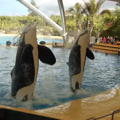 Orca che saltano a Tenerife con bambini che osservano. Un'esperienza indimenticabile per tutta la famiglia.