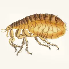 Ilustracja przedstawia pchłę ludzką i zwierzęcą, szczegółowy rysunek owada z widocznymi odnóżami i segmentowanym ciałem.
