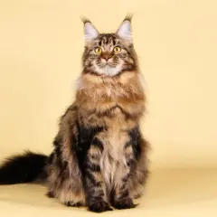 Majestuoso gato Maine Coon, con su pelaje atigrado y ojos dorados, posa con elegancia sobre un fondo amarillo.