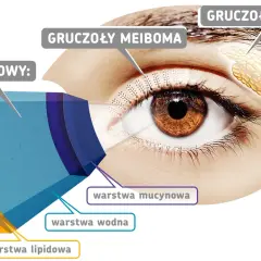 Anatomia zdrowego oka: film łzowy z warstwą lipidową, wodną i mucynową, gruczoły Meiboma i gruczoł łzowy.