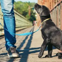 Tresura labradora: Kompleksowy poradnik od szczeniaka do eksperta