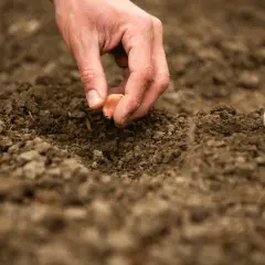 Dłoń sadzi ząbek czosnku w ziemi. To idealny moment, kiedy sadzić czosnek, by cieszyć się jego smakiem jesienią.