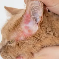 Pomarańczowy kot z zaczerwienioną skórą i strupkami wokół ucha, objawy świerzbu u kota.