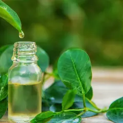 Kropla olejku herbacianego spada do buteleczki. Jak stosować olejek herbaciany na onycholizę? Naturalne rozwiązanie dla zdrowych paznokci.
