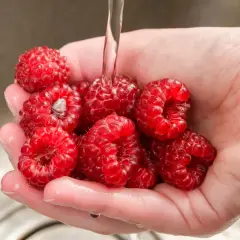 Dłoń z malinami pod strumieniem wody. To pokazuje, czy maliny się myje przed jedzeniem.