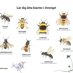 Illustrationer av åtta olika typer av bin i Sverige: citronbi, honungsbi, jordhumla, klöverhumla, rosentapetserarbi, rödmurarbi, småsovarbi och vårsidenbi.
