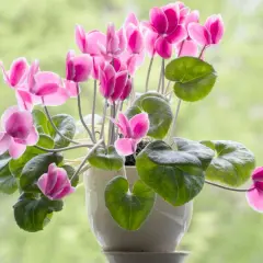 Plantas de interior con flor, un ciclamen rosa vibrante florece en una maceta blanca, sus pétalos delicados contrastan con las hojas verdes.