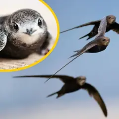 Młoda jaskółka na pierwszym planie, a w tle trzy dorosłe ptaki szybujące na błękitnym niebie.