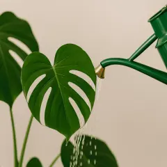 Grüne Gießkanne bewässert eine Monstera-Pflanze. Der Wasserbedarf der Monstera wird hier bildlich dargestellt.