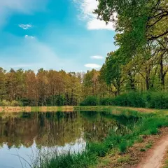 Spokojny dzień nad jeziorem, gdzie ścieżka wije się wśród zieleni. Pojezierze Palowickie zachwyca odbiciem drzew w tafli wody.