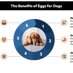 A Golden Retriever lies with an egg, illustrating the benefits of eggs for dogs, including protein, vitamins, and energy.