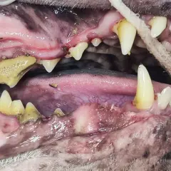 Boca de perro con sarro severo. Consulta el precio de limpieza dental para perros y mejora su salud bucal.