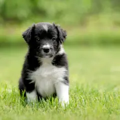 Urocza miniaturka border collie siedzi na zielonej trawie, z zaciekawieniem patrząc w obiektyw.