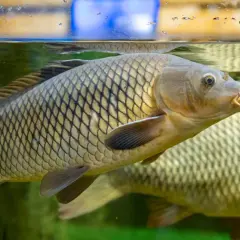Une carpe à grosse tête nage près de la surface de l'eau, ses écailles dorées reflétant la lumière.