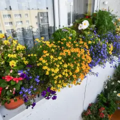Kolorowe kwiaty na balkon wschodni: żółte, pomarańczowe, czerwone i niebieskie tworzą barwną kompozycję.