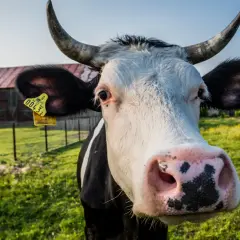 Zbliżenie na pysk krowy holenderskiej z żółtą kolczyką. W tle zielona łąka, drewniana stodoła i inne krowy.