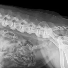 RTG kręgosłupa psa z widocznymi zmianami zwyrodnieniowymi, wskazującymi na spondylozę. Widoczne są zrosty międzykręgowe.