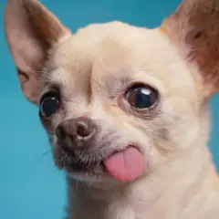 Un chihuahua con orejas puntiagudas y ojos grandes saca la lengua, luciendo como una pequeña chihuahua cabeza de venado.