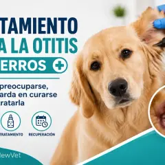 Golden retriever siendo examinado por un veterinario para tratar la otitis en perros. Se muestran síntomas, tratamiento y recuperación.