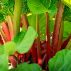 Gros plan sur un pied de rhubarbe, ses tiges rouges et vertes promettent une tarte savoureuse.