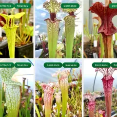 Collection de Sarracenia, plantes carnivores aux formes variées. L'entretien de ces beautés est simple, même en dormance.