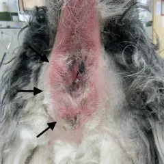 Zone périanale d'un chien présentant un anus gonflé et rouge, avec des zones irritées et des poils clairsemés.