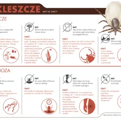 Kleszcze czają się w trawie i na krzewach, nie tylko na paprociach. Czystek na kleszcze nie jest skuteczną metodą ochrony.