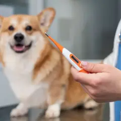 Weterynarz mierzy temperaturę corgi. Jaka temperatura dla psa w domu jest optymalna?