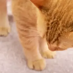 Gato naranja curioso olisquea la arena de su caja, ¿será que mi gato se come la arena?